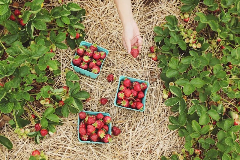 Citrus Orchard Harvest Selection