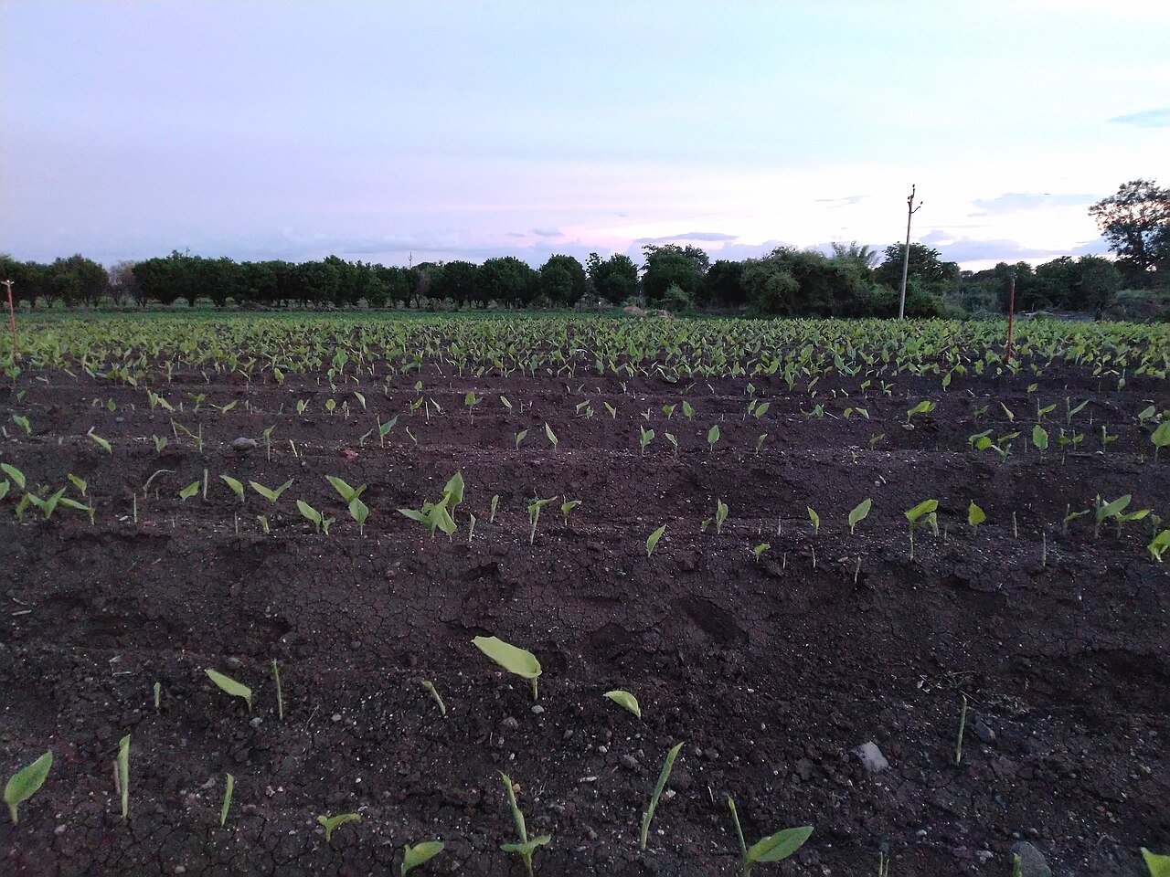 Indian Turmeric Rhizome Harvest